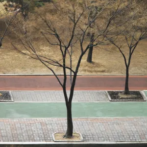 Trees on pavement, elevated view