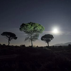 Trees of pines, in the plain of a mountain illuminated by the full moon