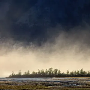 Trees Print at Slims River Mouth, Kluane Lake