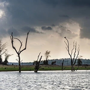 Trees sticking out of the water, Kabini Reservoir, Nagarhole National Park, Karnataka, India