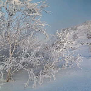 Trees in a strong winter frost on the seashore