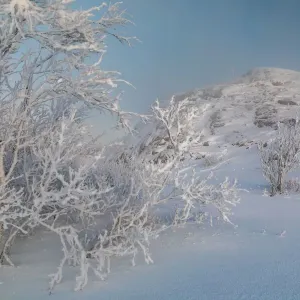 Trees in a strong winter frost on the seashore