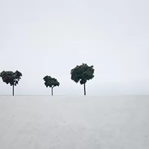 Three trees against white sky background