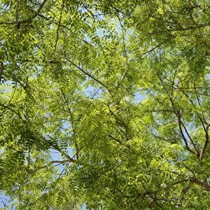 Treetop, green leaves of a Mimosa -Mimosa sp. -