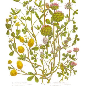 Trefoil and Clover Victorian Botanical Illustration