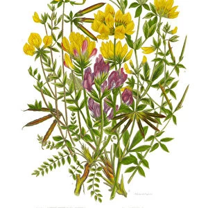 Trefoil and Oxytropis, Legume, Victorian Botanical Illustration, Circa 1846