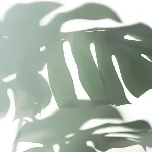 Trendy Shadow of Tropical leaves of Monstera Philodendron on white background, isolated Trendy Shadow of Tropical leaves of Monstera Philodendron on white background, isolated