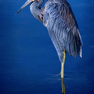 Tri-colored Heron standing in lagoon