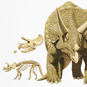 Triceratops, dinosaur, large and, skeleton, skull, and series of head illustrations
