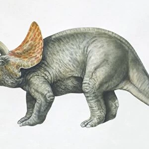 Triceratops, side view