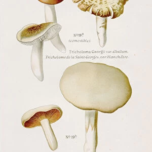 Tricholoma mushroom 1891