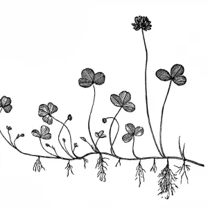 Trifolium repens (white clover) Trifolium repens (white clover)