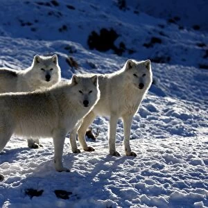 Trio of Arctic wolves