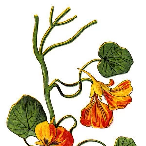Tropaeolum majus (garden nasturtium, Indian cress, or monks cress)