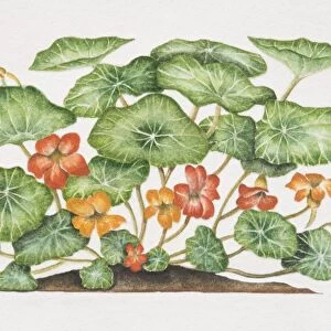 Tropaeolum majus, Nasturtium or Indian Cress, flowering plant