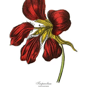 Tropaeolum and Nasturtium Plants, Victorian Botanical Illustration