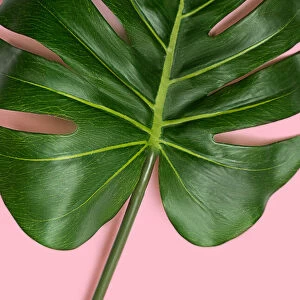 Tropical leaf monstera on pastel pink background