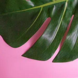 Tropical leaf Monstera on pink background