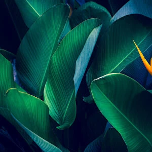 tropical leaves colorful flower on dark tropical foliage nature background dark green