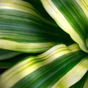 tropical leaves colorful flower on dark tropical foliage nature background dark green