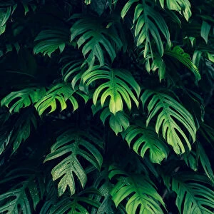 tropical leaves colorful flower on dark tropical foliage nature background dark green