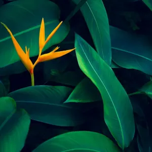 Dark Green Tropical Leaves Print Dark Green Tropical Leaves Print