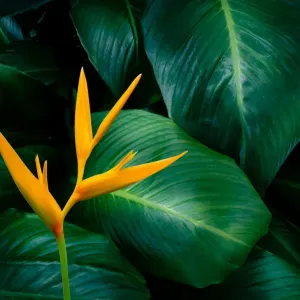 tropical leaves colorful flower on dark tropical foliage nature background dark green tropical leaves colorful flower on dark tropical foliage nature background dark green