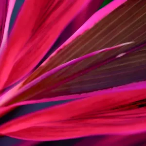 tropical leaves colorful flower on dark tropical foliage nature background dark green tropical leaves colorful flower on dark tropical foliage nature background dark green