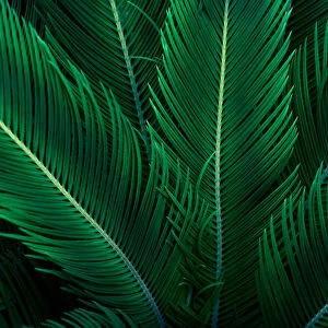 tropical leaves flower on dark tropical foliage nature background dark green foliage