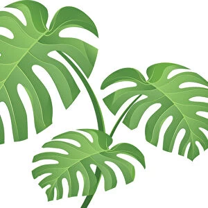 Tropical Plant Leaves Illustration
