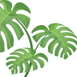 Tropical Plant Leaves Illustration