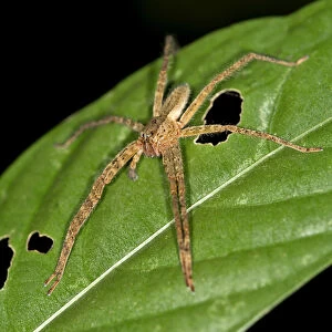 Tropical Wandering Spider -Cupiennius bimaculatus-, Tambopata Nature Reserve, Madre de Dios Region, Peru