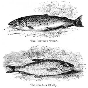 Trout and chub engraving 1878