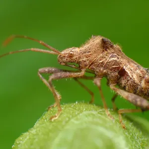 True bug True bug