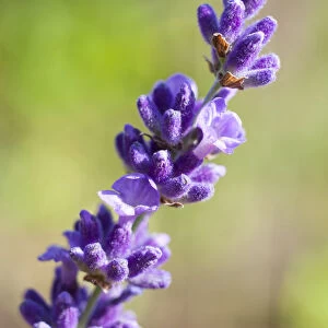 True Lavender -Lavandula angustifolia-, inflorescence, Saxony, Germany