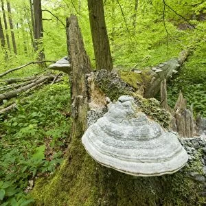 True Tinder Polypore fungus -Fomes fomentarius- at the base of the trunk of a dead and fallen Common Beech or European Beech -Fagus sylvatica-, Hainich National Park, Thuringia, Germany