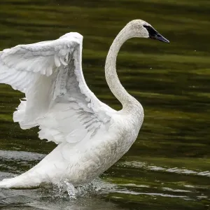 Trumpeter Swan Print with Open Wings
