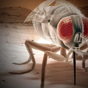 Tsetse fly