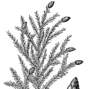 Tsuga canadensis, also known as eastern hemlock, eastern hemlock-spruce or Canadian hemlock