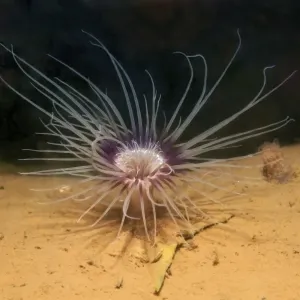 Tube-dwelling anemone, Tubed anemone or cerianthid -Cerianthus lloydi-, White Sea, Kareliya, Russia, Arctic Tube-dwelling anemone, Tubed anemone or cerianthid -Cerianthus lloydi-, White Sea, Kareliya, Russia, Arctic