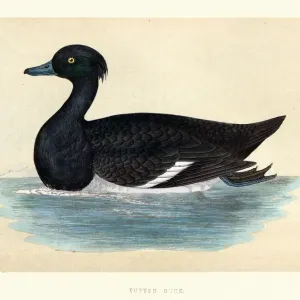 Tufted duck, Aythya fuligula, Wildlife, Birds, Diving ducks, Art Prints