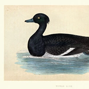 Tufted duck, Aythya fuligula, Wildlife, Birds, Diving ducks, Art Prints