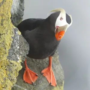 Tufted Puffin Print on Cliff