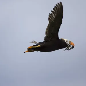 Tufted Puffin, Katmai National Park, Alaska Tufted Puffin, Katmai National Park, Alaska
