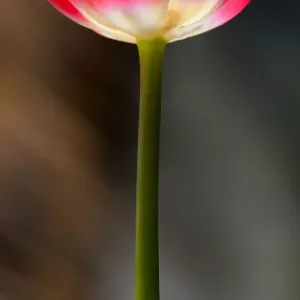 The tulip The tulip