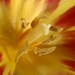 Tulip blossom, macro