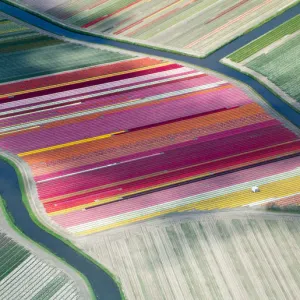 Tulip fields, aerial view, South Holland, the Netherlands