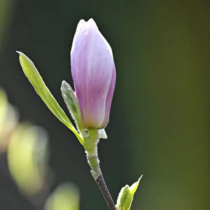 Tulip Magnolia -Magnolia x soulangeana-, hybrid, flowering, Amabilis cultivar
