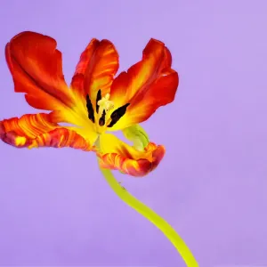 tulip on purple tulip on purple
