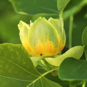 Tulip Tree Blossom Print, Salzburg, Austria Tulip Tree Blossom Print, Salzburg, Austria